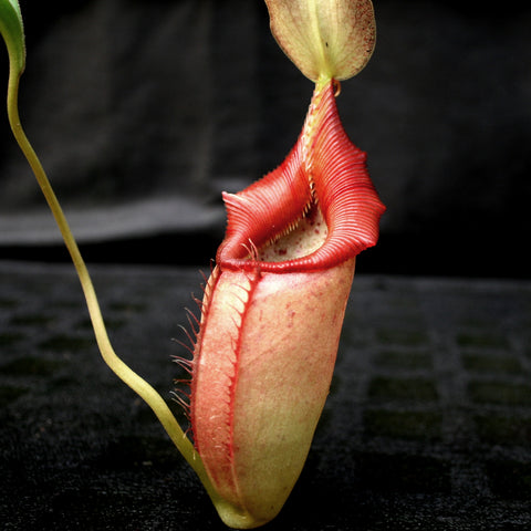 Nepenthes ovata with a tall pale green pitcher and red tinted rim against a dark background