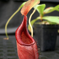 Nepenthes ovata