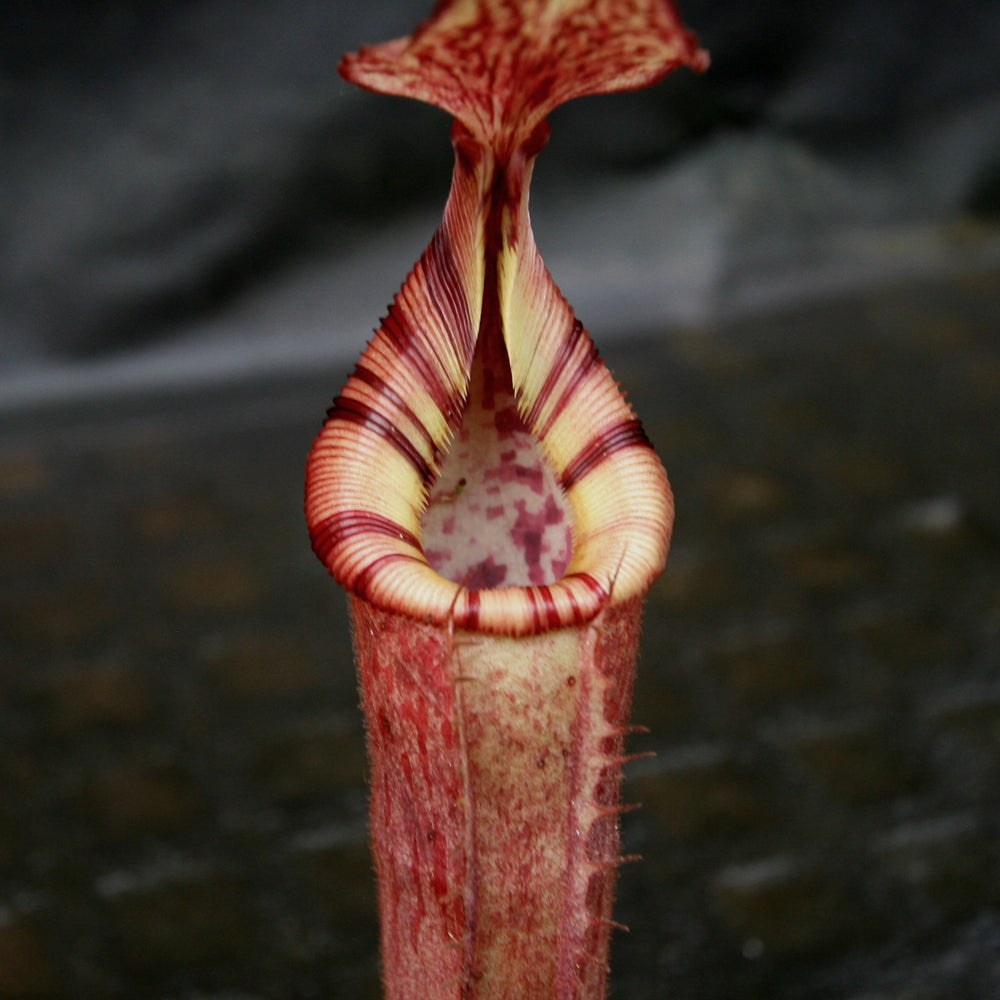 
                      
                        Nepenthes (veitchii x lowii) x (burbidgeae x edwardsiana)
                      
                    