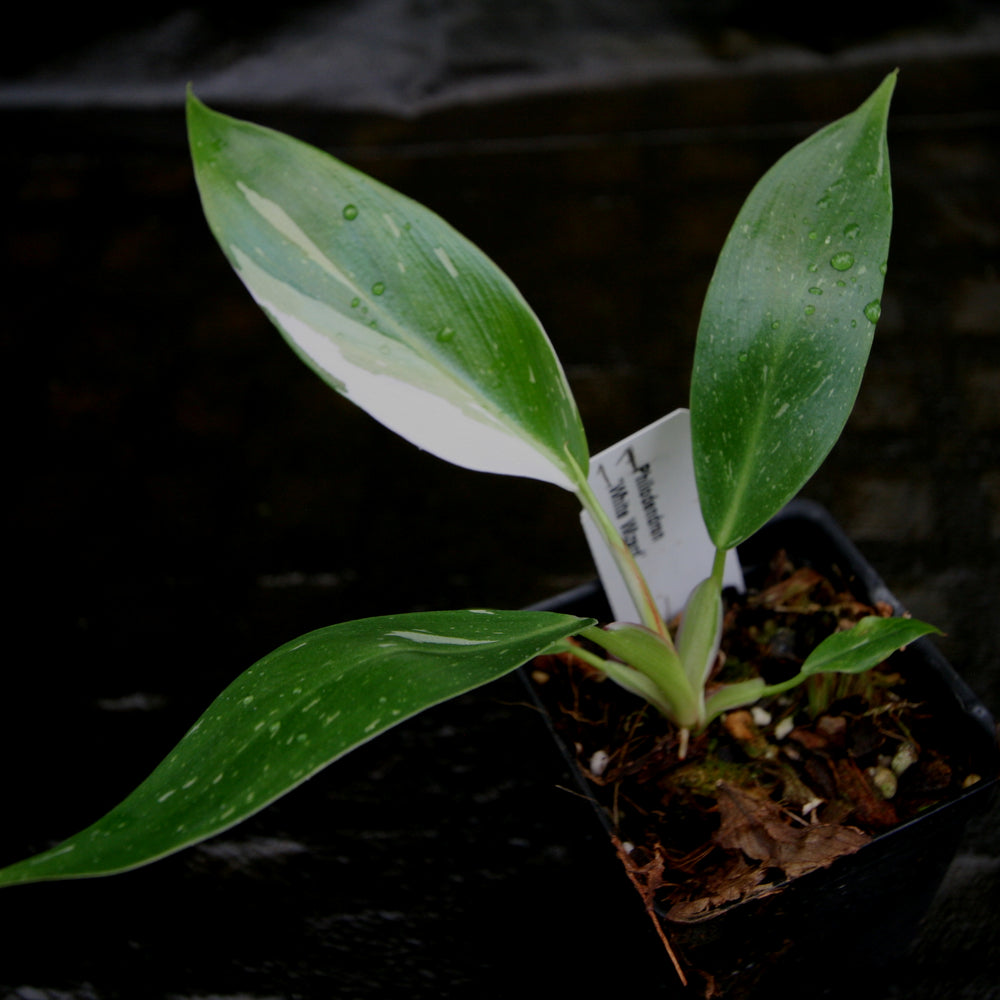 
                      
                        Philodendron 'White Wizard'
                      
                    