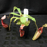 Nepenthes ovata