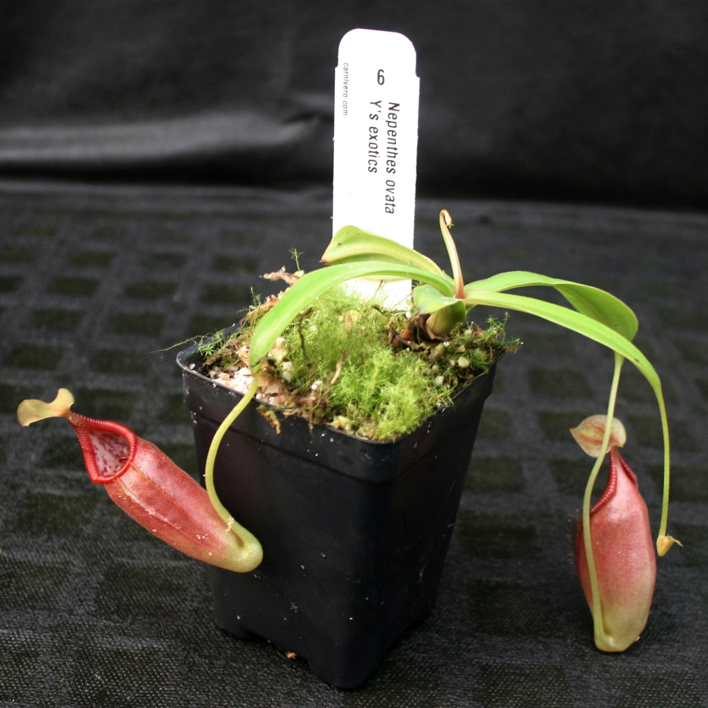 
                      
                        Nepenthes ovata
                      
                    