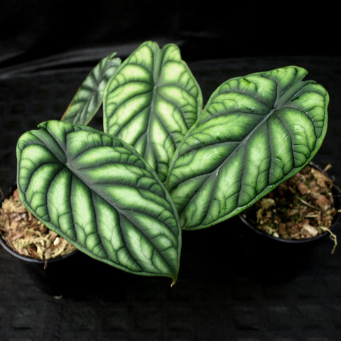 Alocasia baginda Dragon Scale plant with large glossy green leaves and pronounced dark venation against a black background
