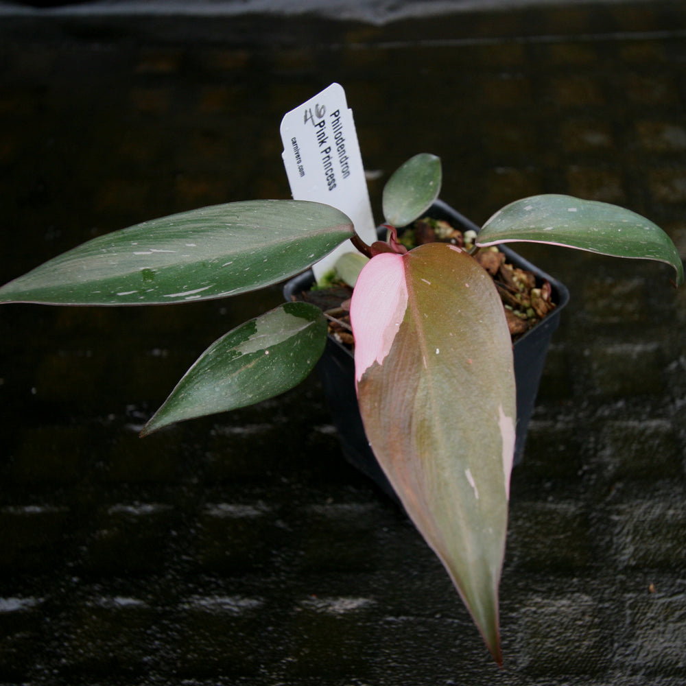 
                      
                        Philodendron 'Pink Princess'
                      
                    