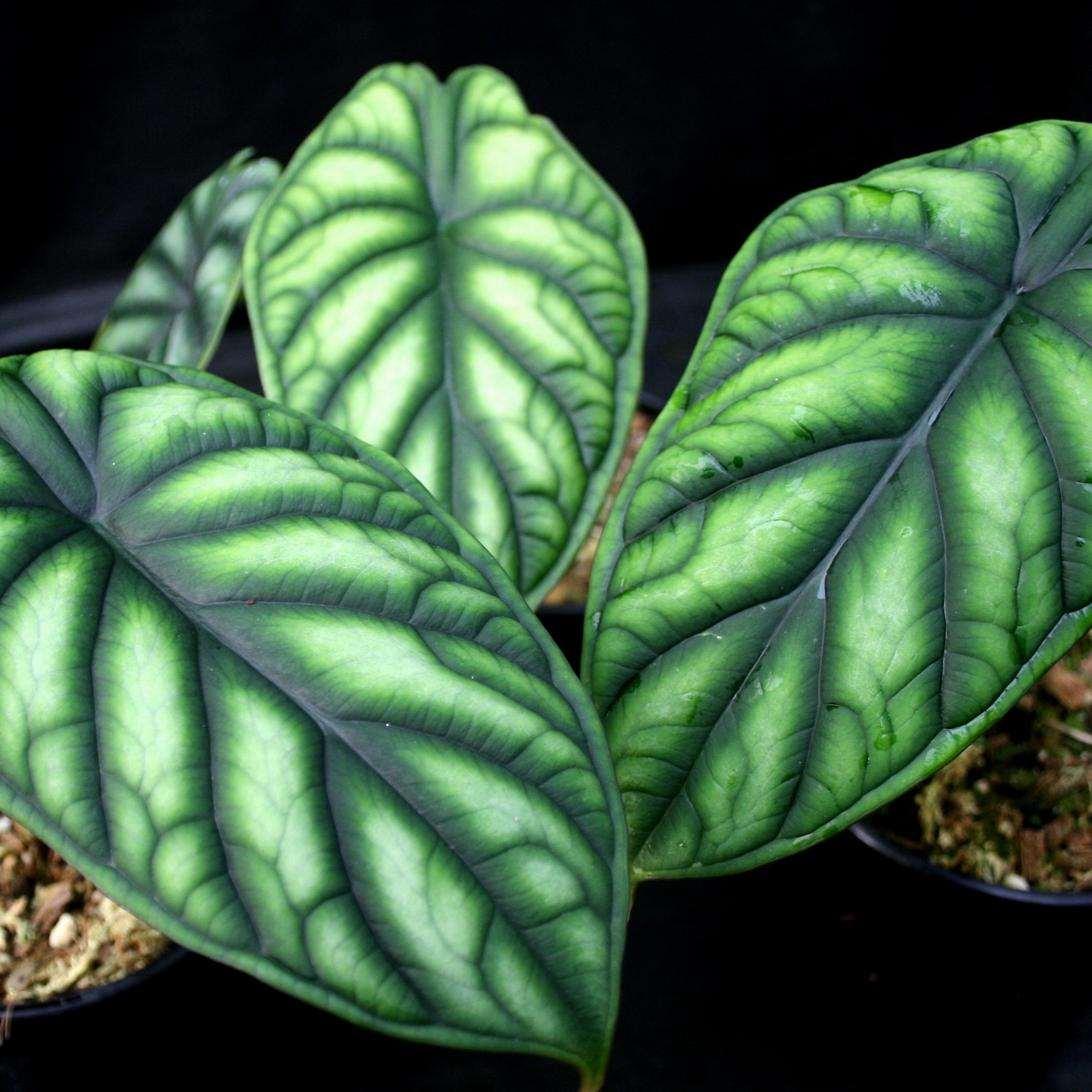 Alocasia baginda 'Dragon Scale' – Carnivero