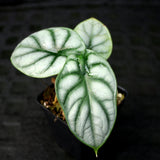 Alocasia baginda 'Silver Dragon'