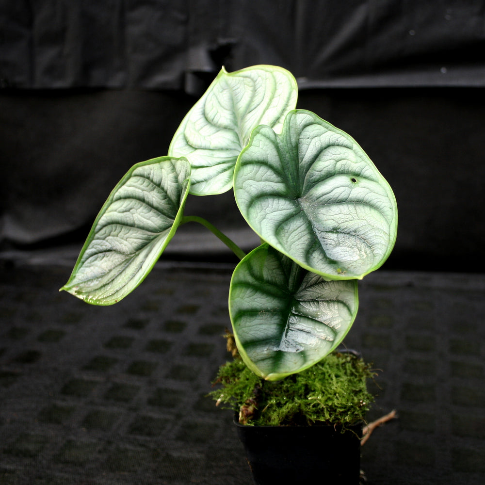 
                      
                        Alocasia baginda 'Silver Dragon'
                      
                    