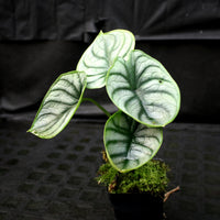 Alocasia baginda 'Silver Dragon'