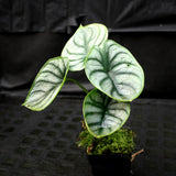 Alocasia baginda 'Silver Dragon'