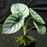 Alocasia baginda 'Silver Dragon'