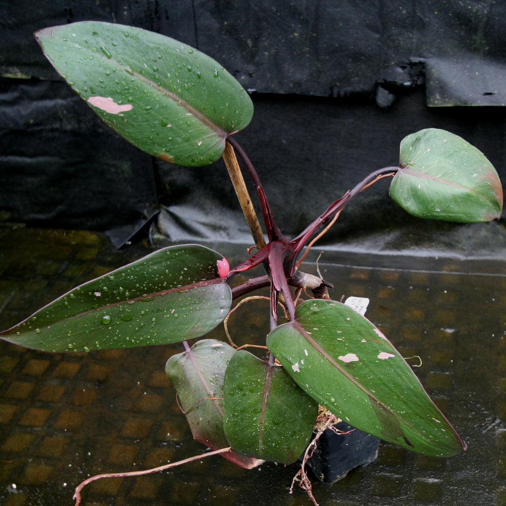 
                      
                        Philodendron 'Pink Princess'
                      
                    