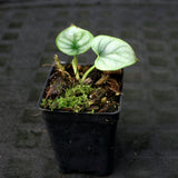 Alocasia baginda 'Silver Dragon'