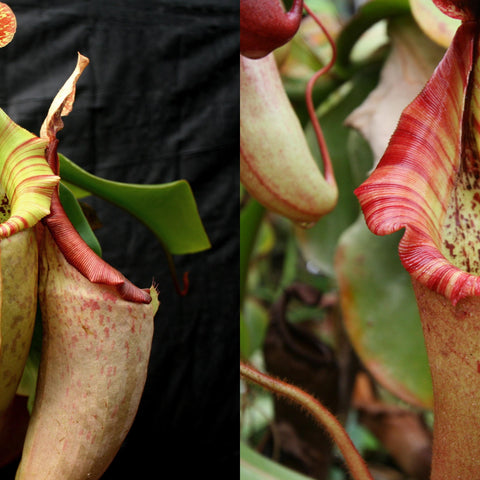 Seed pod and Nepenthes The Wave hybrid pitcher with green cream body and red striped rim against a black backdrop.