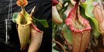 Nepenthes [(maxima x campanulata) x veitchii The Wave] #1 x {[(lowii x veitchii) x boschiana] x veitchii} -Seed Pod