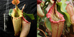 Nepenthes [(maxima x campanulata) x veitchii The Wave] #1 x {[(lowii x veitchii) x boschiana] x veitchii}