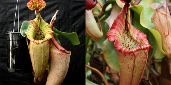 Nepenthes [(maxima x campanulata) x veitchii The Wave] #1 x {[(lowii x veitchii) x boschiana] x veitchii}