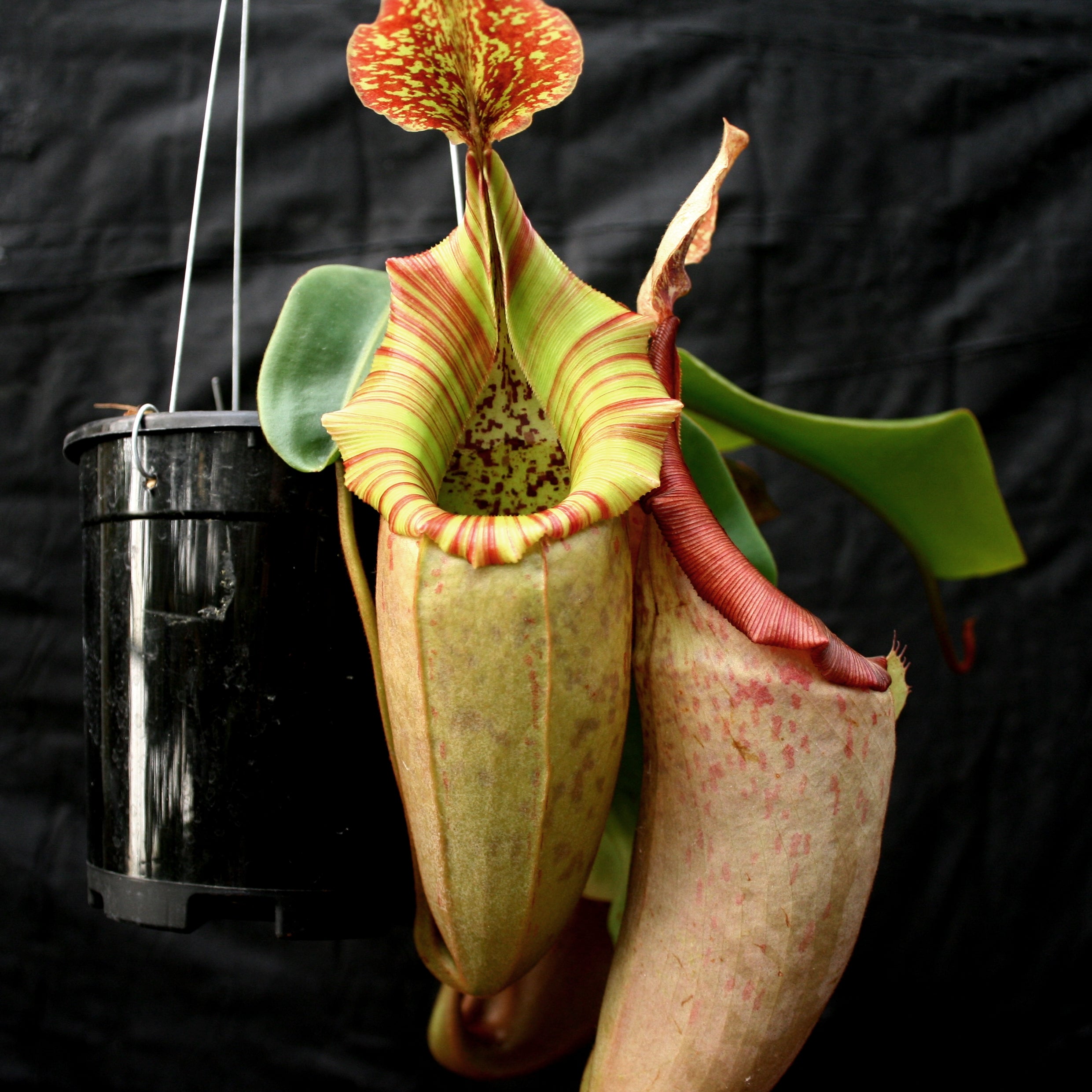Nepenthes (maxima x campanulata) x veitchii 