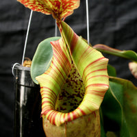 Nepenthes (maxima x campanulata) x veitchii "The Wave", CAR-0070