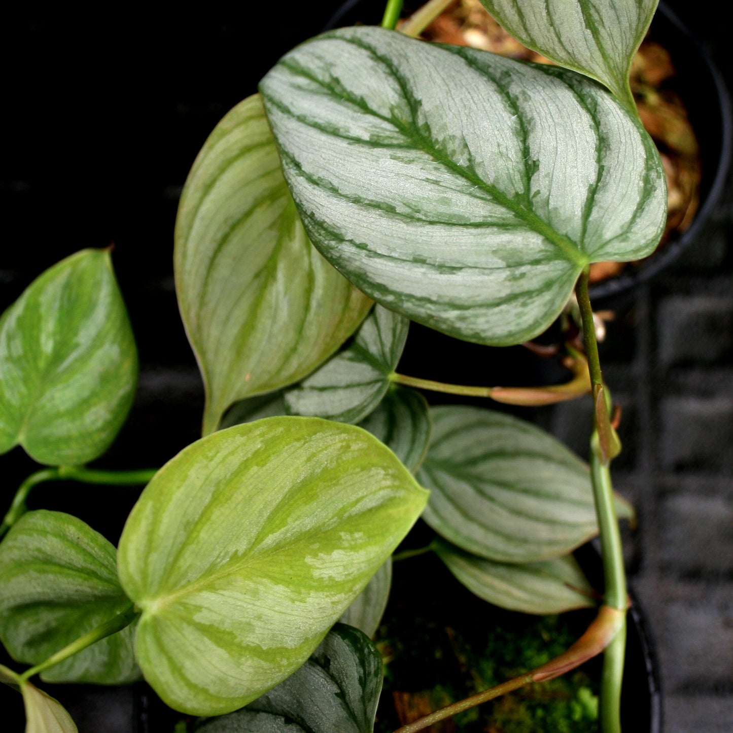 philodendron brandtianum small leaves Philodendron brandtianum – Carnivero