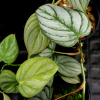 Philodendron brandtianum