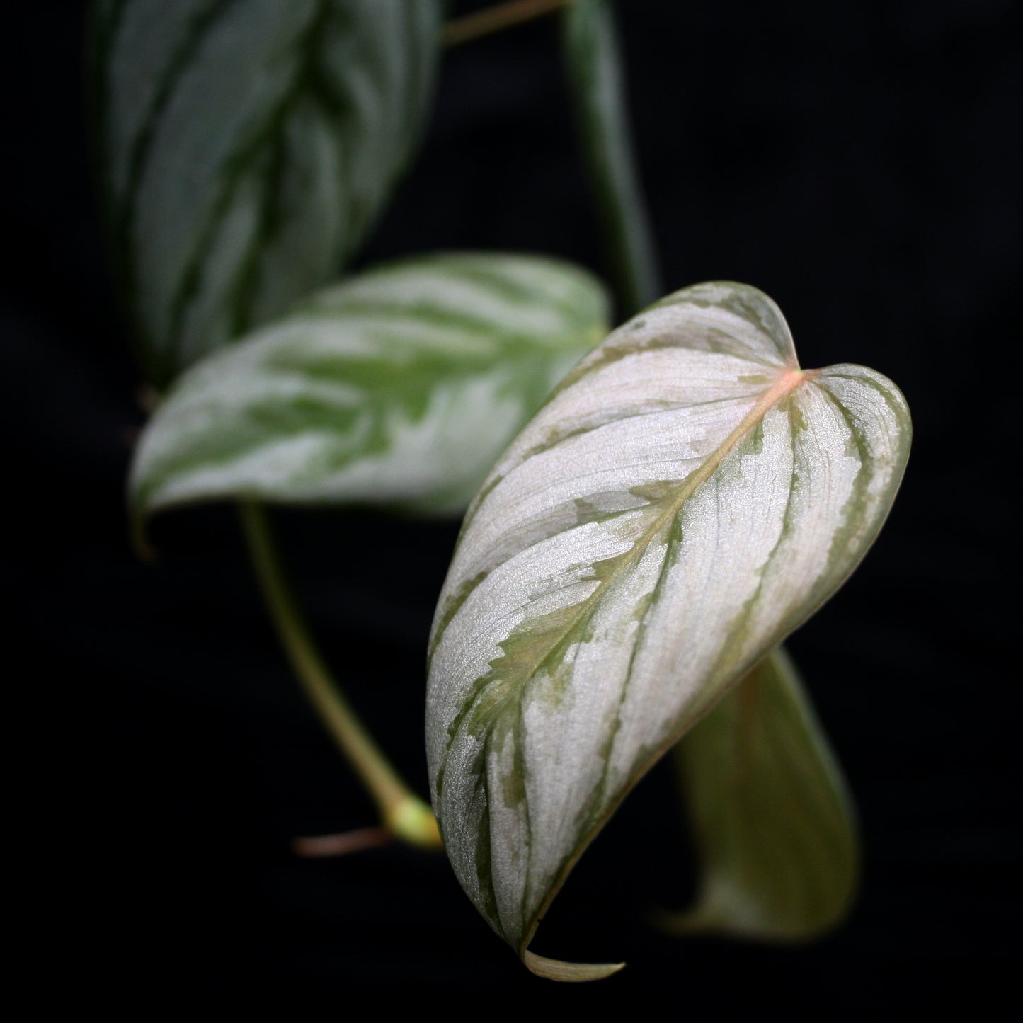philodendron brandtianum canada Philodendron brandtianum – Carnivero
