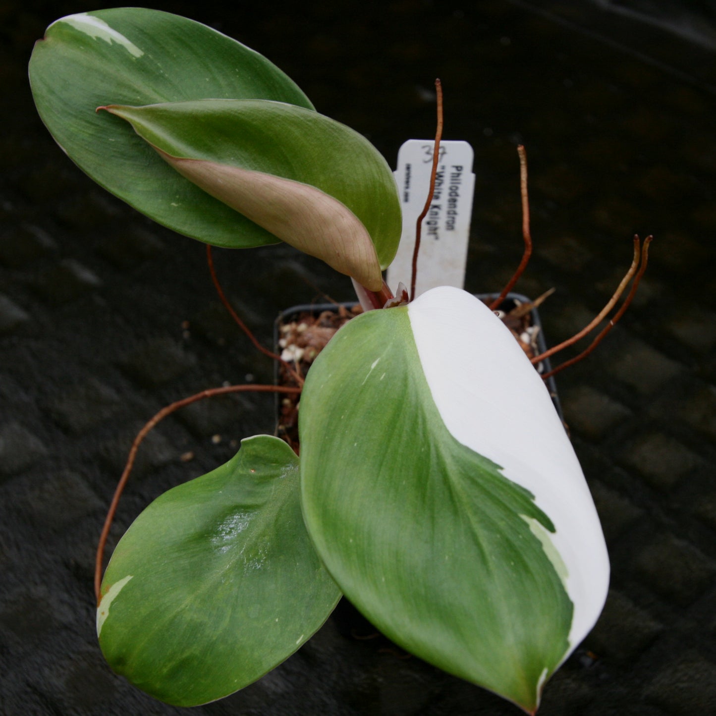 kens philodendrons white knight Philodendron 'White Knight' – Carnivero