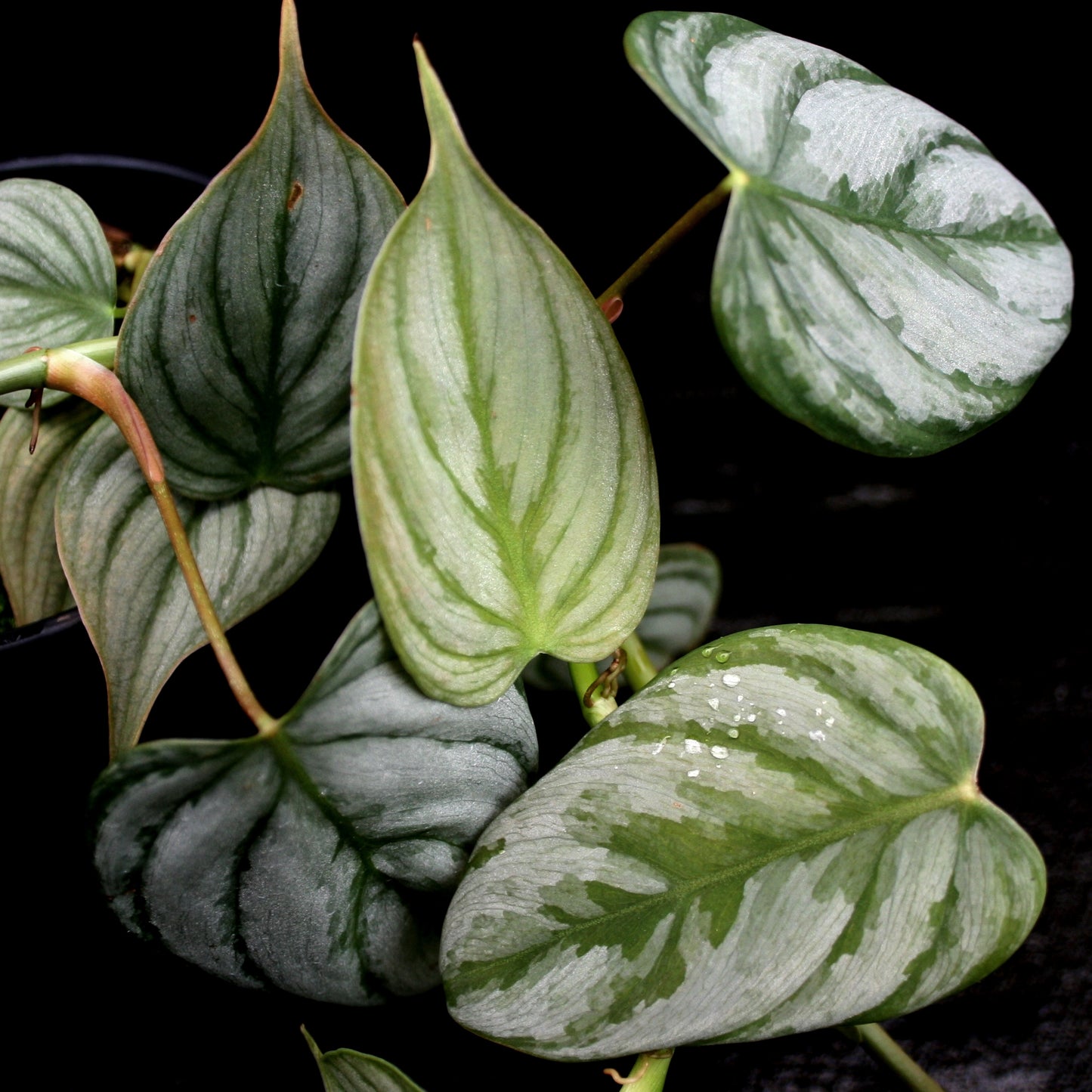brande philodendron Philodendron brandtianum – Carnivero