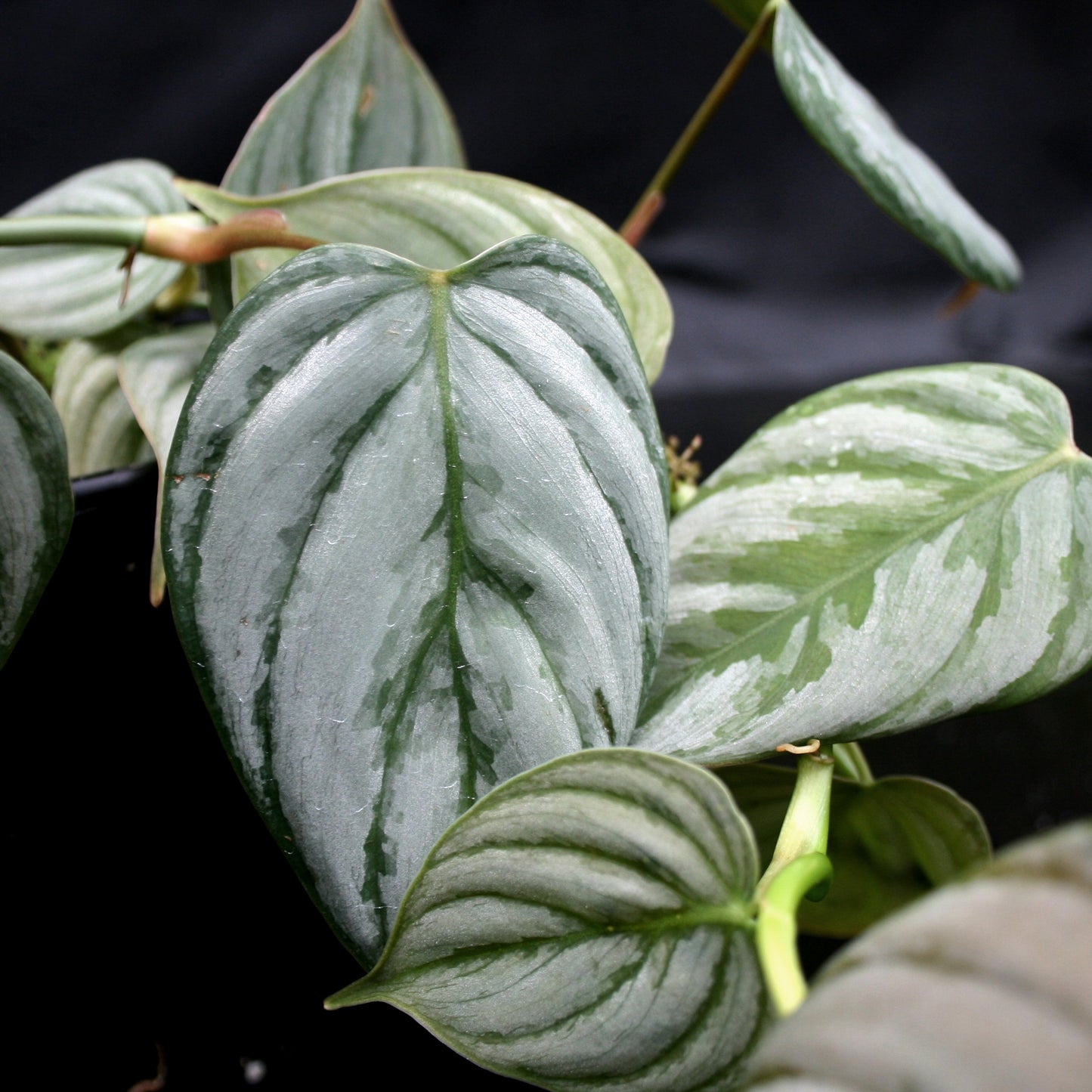 philodendron brandtianum large Philodendron brandtianum – Carnivero