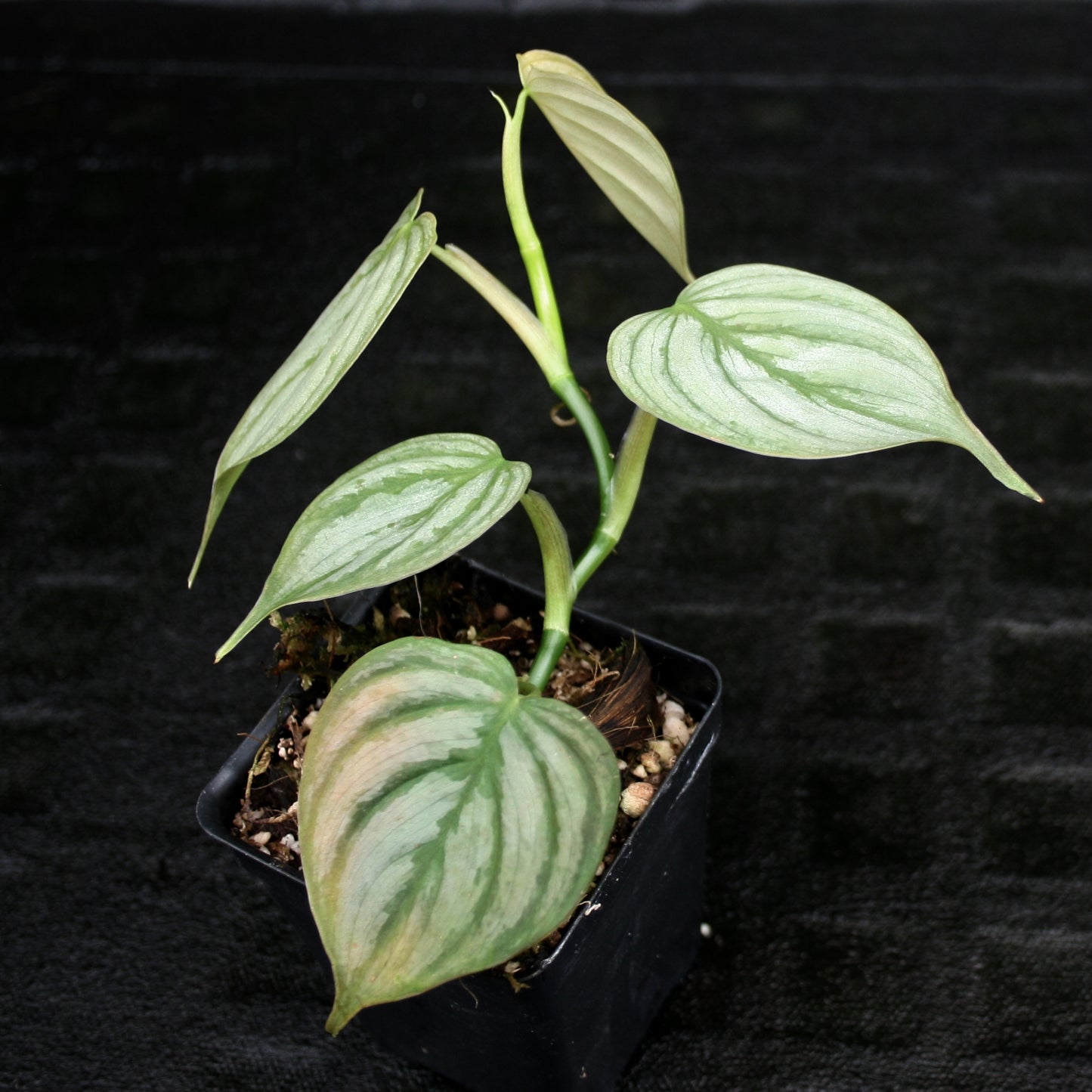 philodendron brandtianum mini Philodendron brandtianum – Carnivero