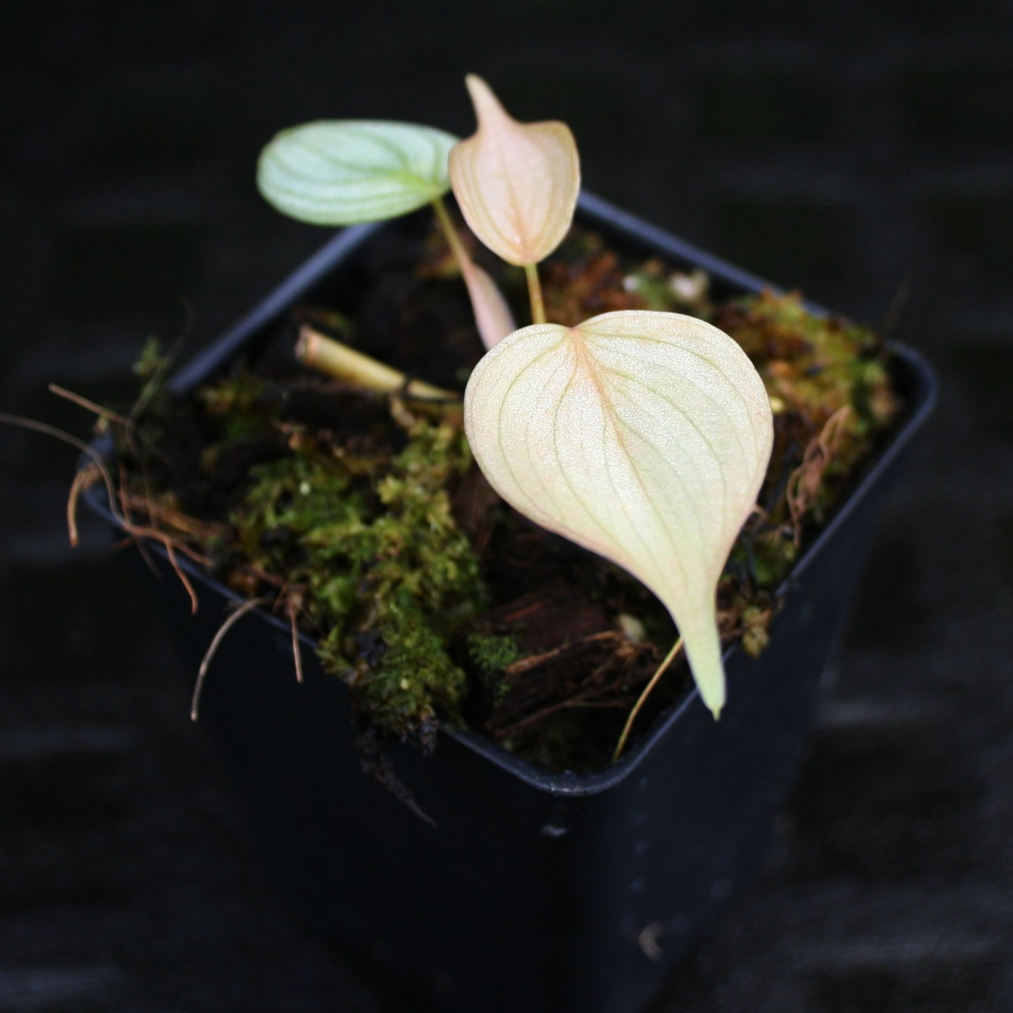 philodendron brandtianum soil Philodendron brandtianum – Carnivero