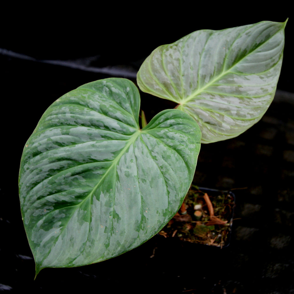 
                      
                        Philodendron Majestic (sodiroi x verrucosum)
                      
                    