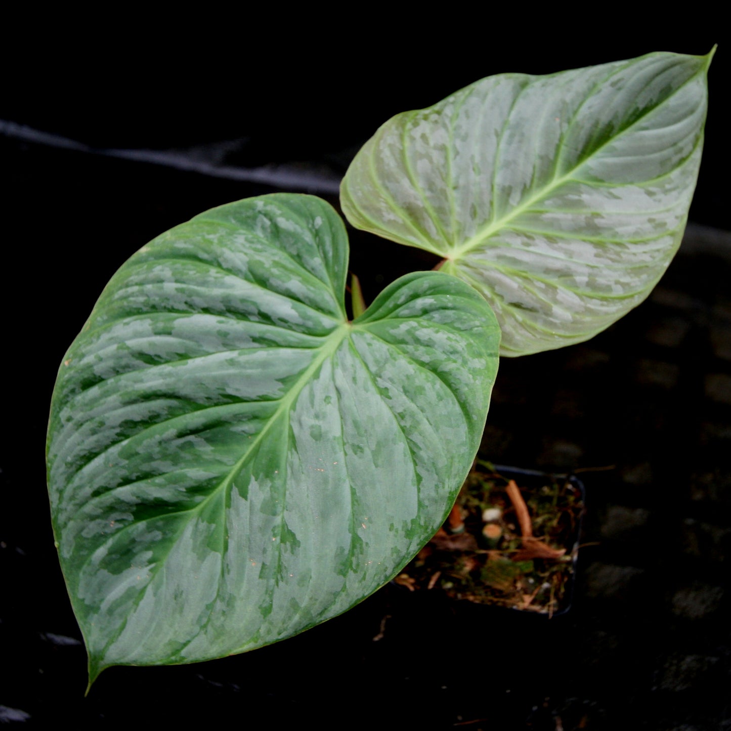 philodendron sodiroi x verrucosum Philodendron Majestic (sodiroi x verrucosum) – Carnivero