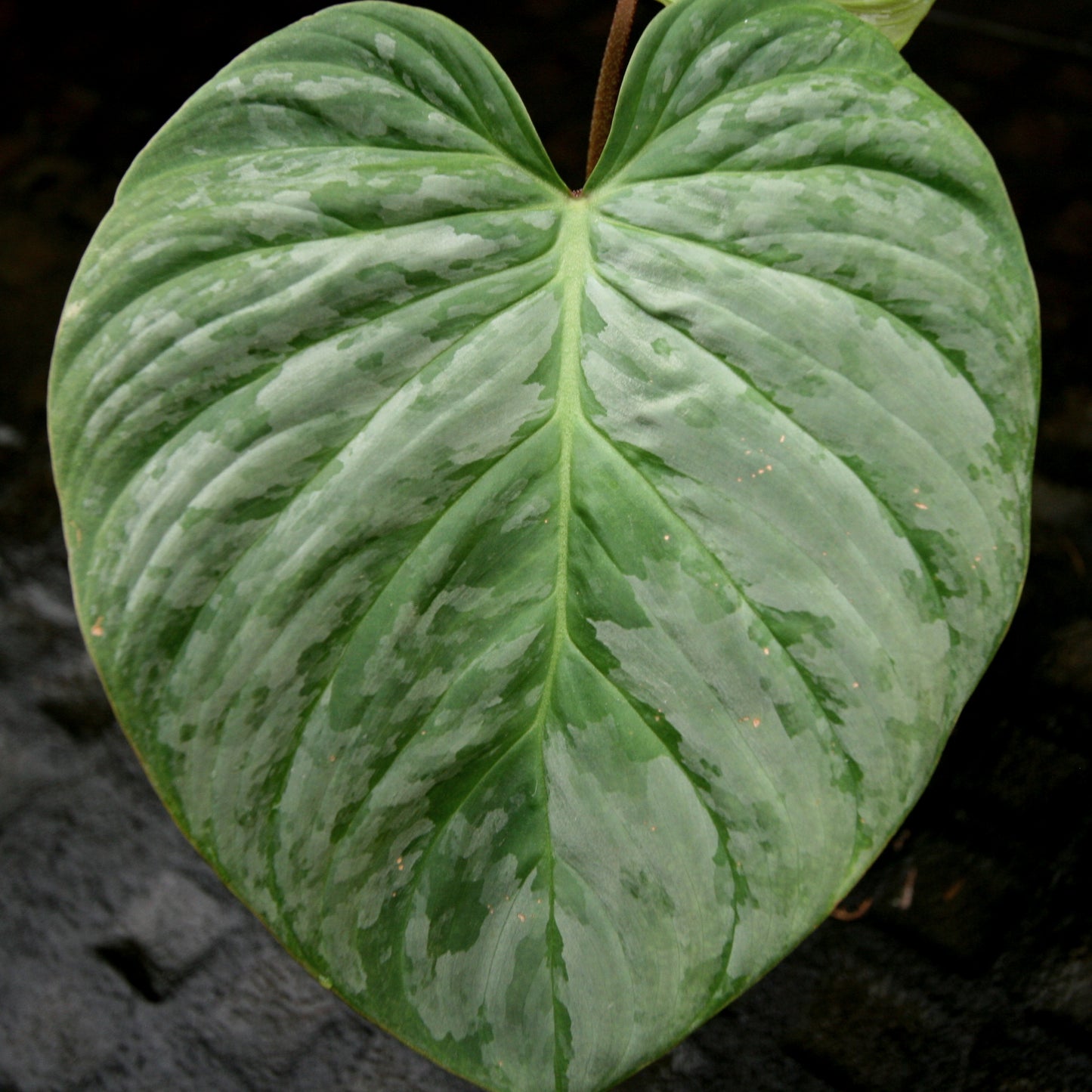 philodendron verrucosum x sodiroi Philodendron Majestic (sodiroi x verrucosum) – Carnivero