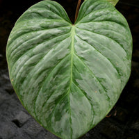 Philodendron Majestic (sodiroi x verrucosum)