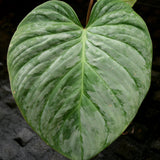 Philodendron Majestic (sodiroi x verrucosum)