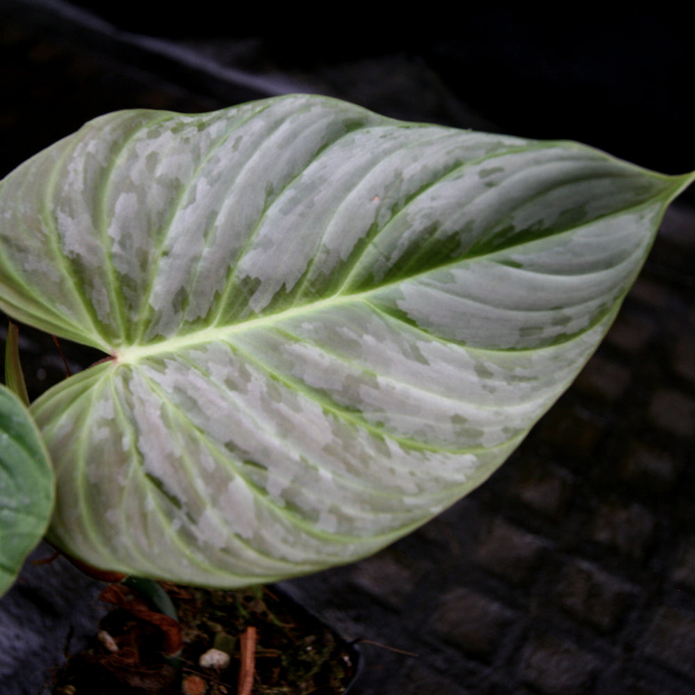 
                      
                        Philodendron Majestic (sodiroi x verrucosum)
                      
                    