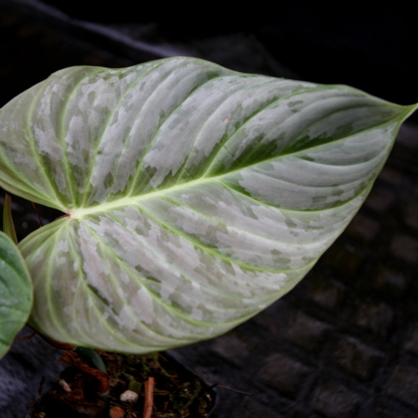 majestic philodendron Philodendron Majestic (sodiroi x verrucosum) – Carnivero