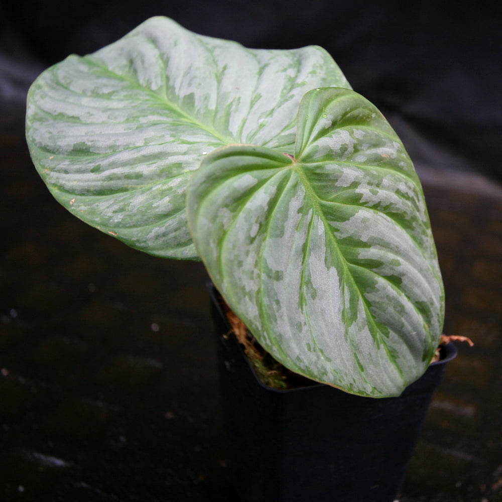 
                      
                        Philodendron Majestic (sodiroi x verrucosum)
                      
                    