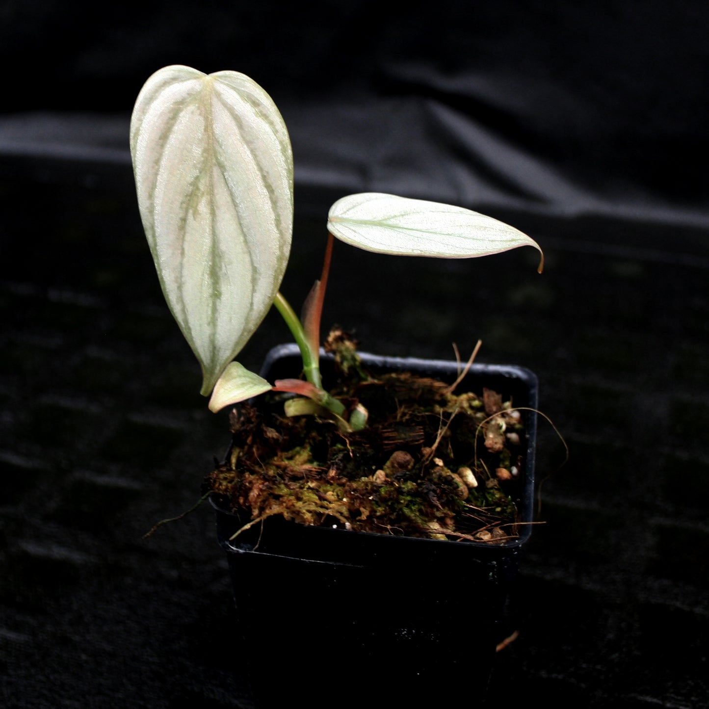 philodendron brandtianum australia Philodendron brandtianum – Carnivero