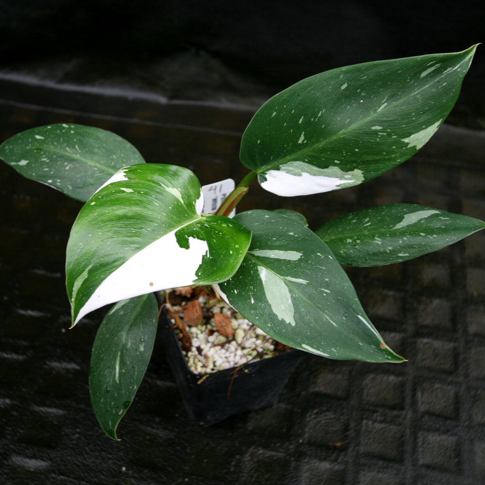 
                      
                        Philodendron 'White Princess'
                      
                    
