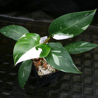 Philodendron 'White Princess'