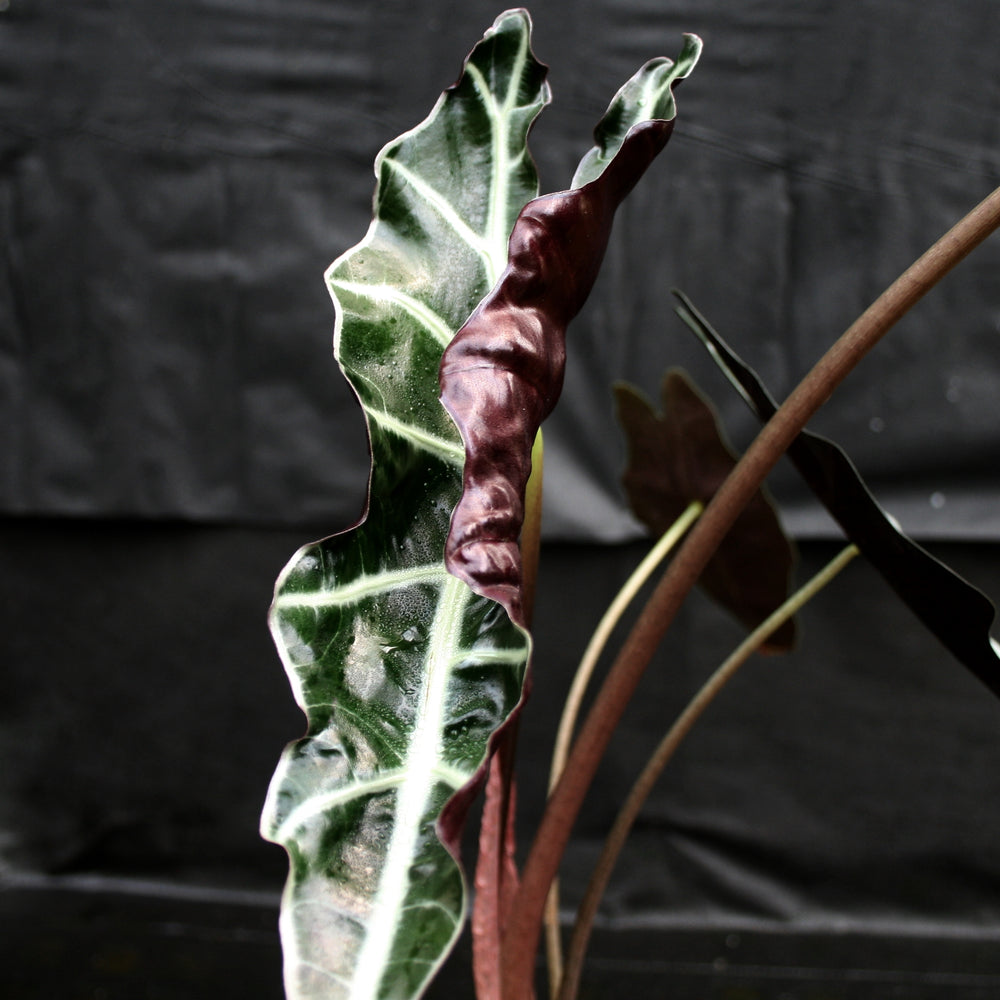 elephant ear plant purple stem Alocasia 'Purpley' Elephant Ear plant – Carnivero