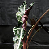 Alocasia 'Purpley' Elephant Ear plant