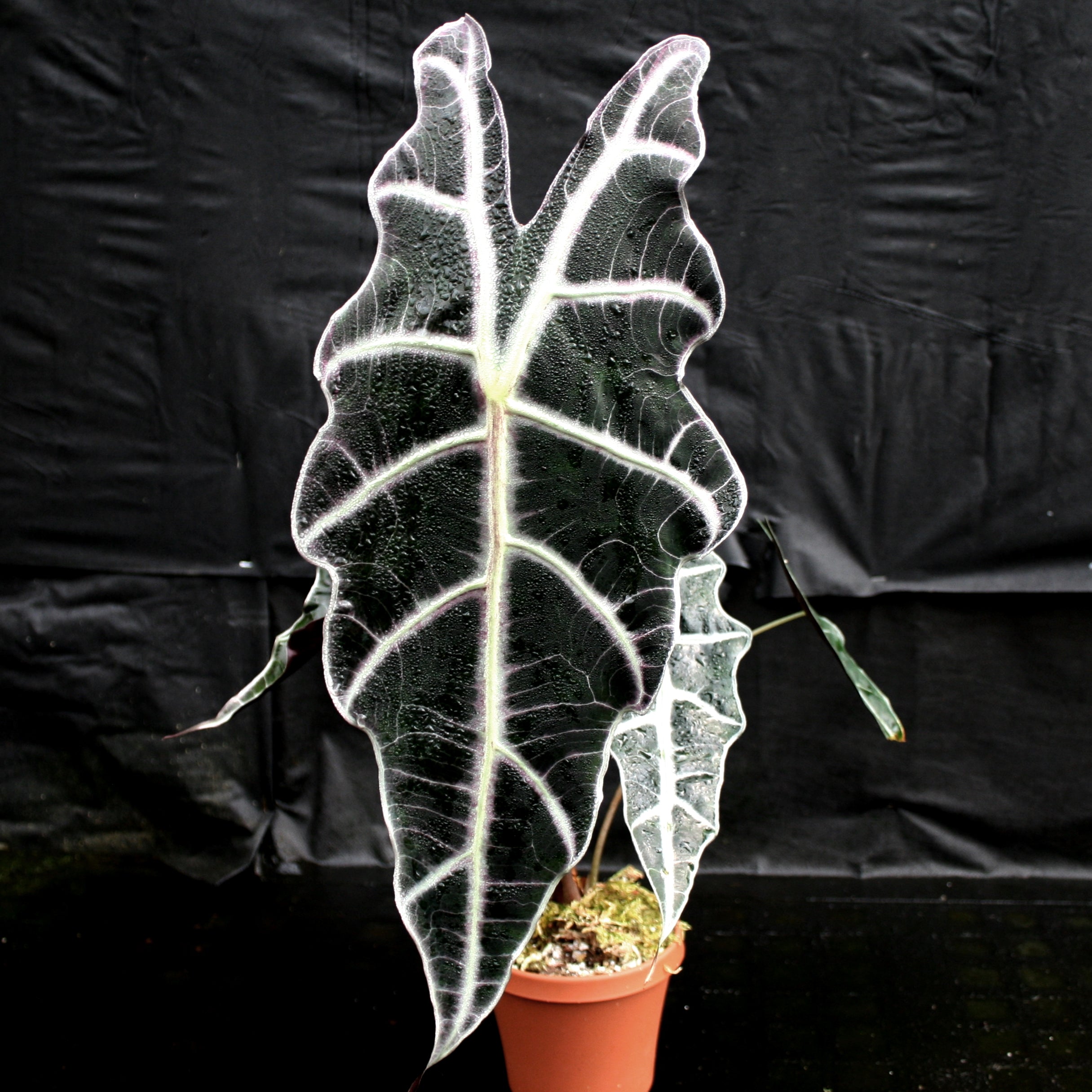 Alocasia 'Purpley' Elephant Ear plant – Carnivero