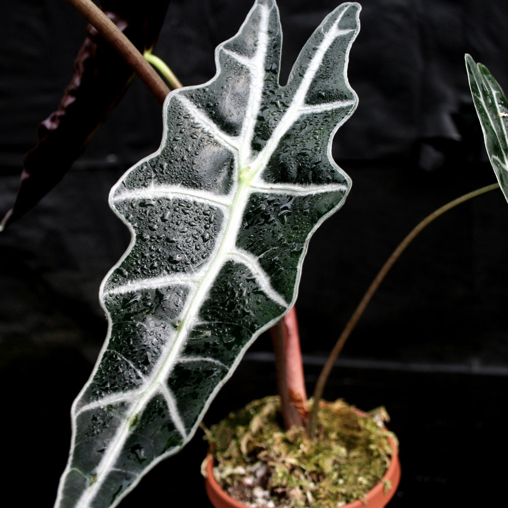 
                      
                        Alocasia 'Purpley' Elephant Ear plant
                      
                    