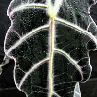 Alocasia 'Purpley' Elephant Ear plant