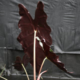 Alocasia 'Purpley' Elephant Ear plant