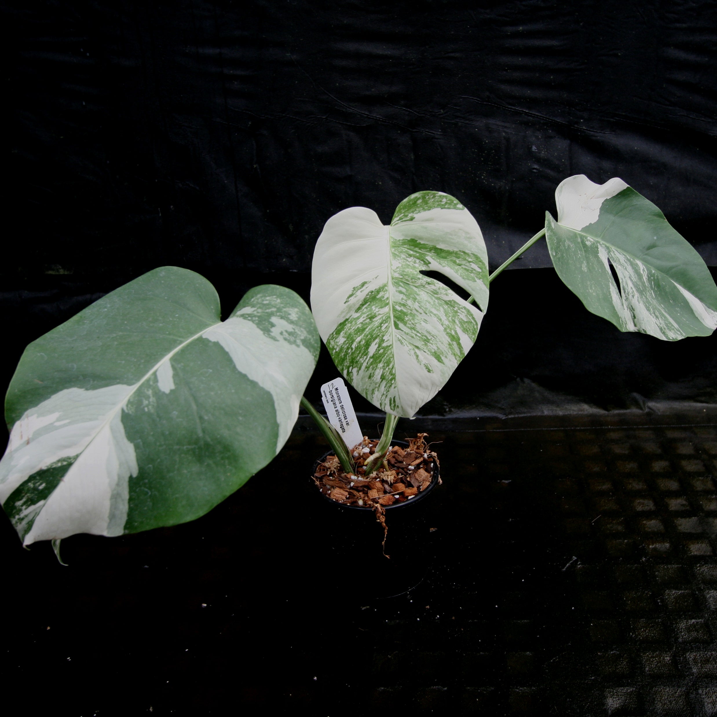Monstera deliciosa var. borsigiana albo-variegata – Carnivero