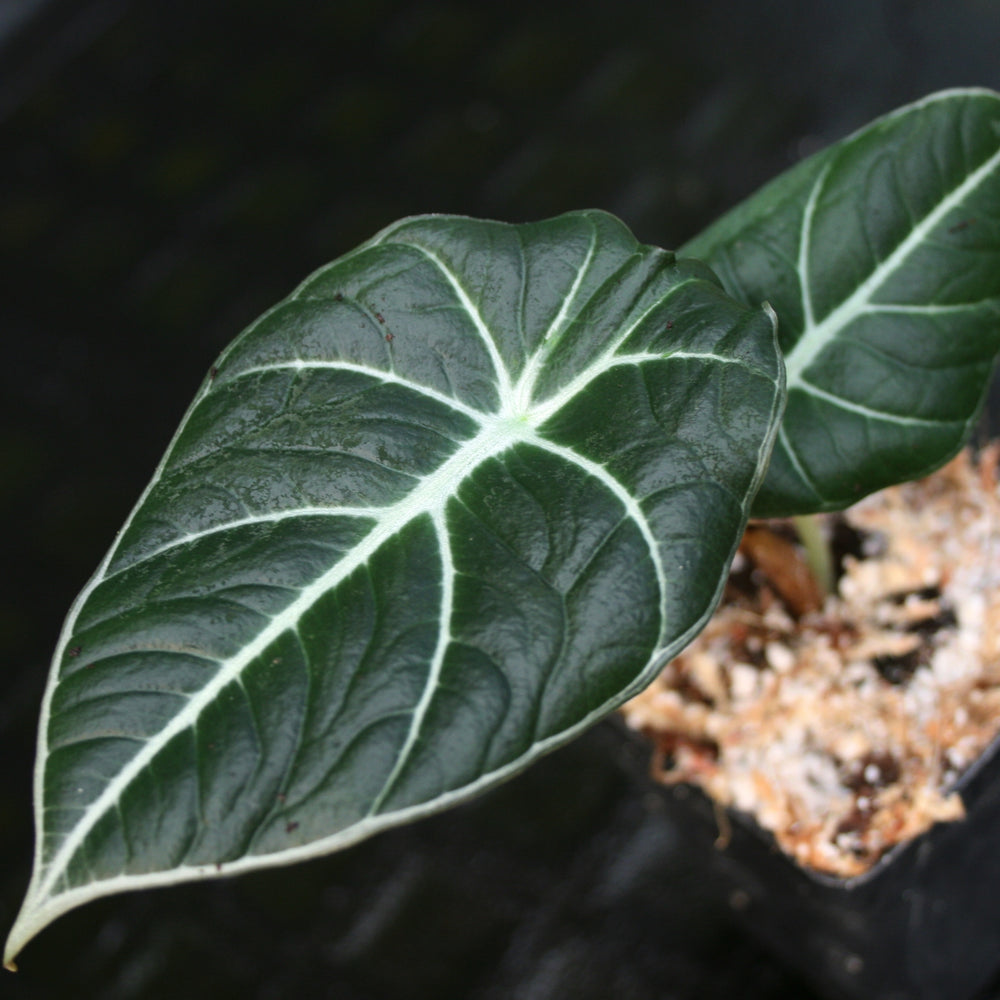 
                      
                        Alocasia reginula 'Black Velvet', Black Velvet Alocasia
                      
                    