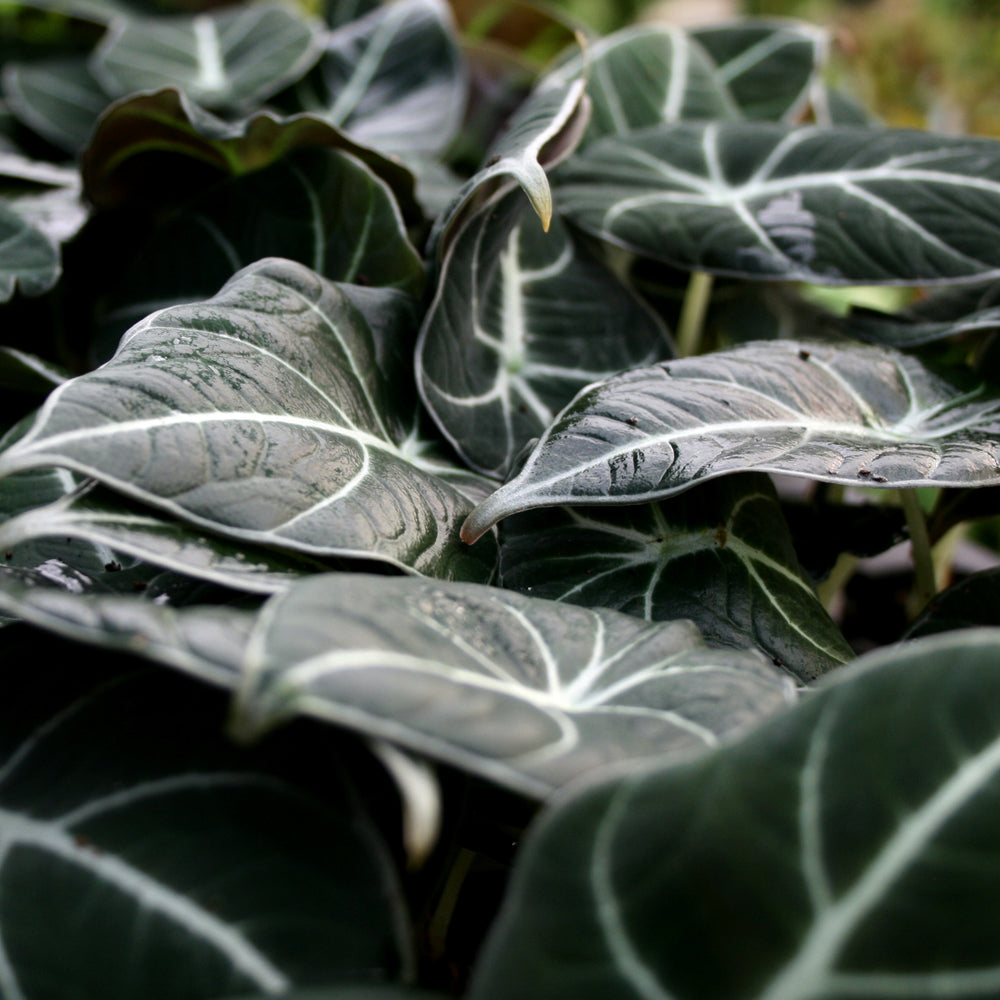 
                      
                        Alocasia reginula 'Black Velvet', Black Velvet Alocasia
                      
                    